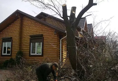Спиливание деревьев на участках