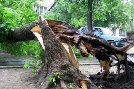 Удаление аварийных деревьев 