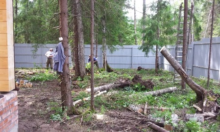 Спиливание деревьев на участке 
