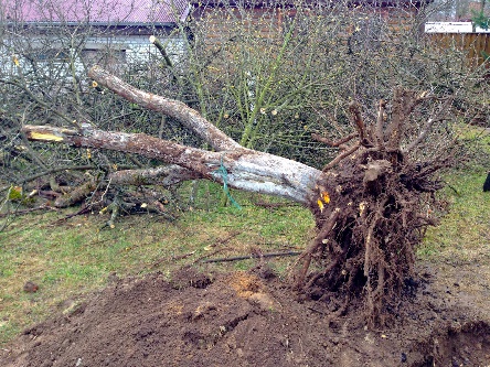выкорчеванное дерево
