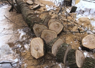Распиловка дерева на части после удаления