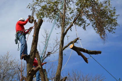 Удаление деревьев в Московской области 
